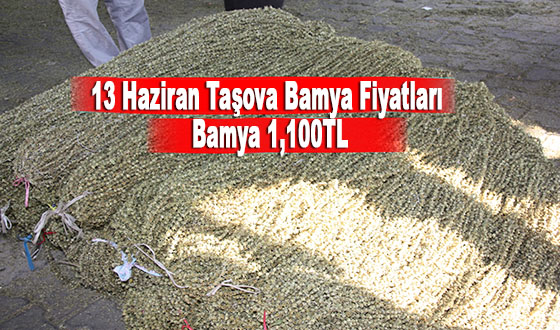 13 Haziran Taşova Bamya Fiyatları Bamya 1,100TL
