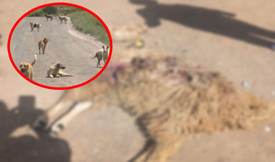 Taşova’da Başıboş Köpekler 2 Kurbanlık Hayvanı Telef Etti
