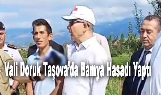 Vali Doruk Taşova’da Bamya Hasadı Yaptı