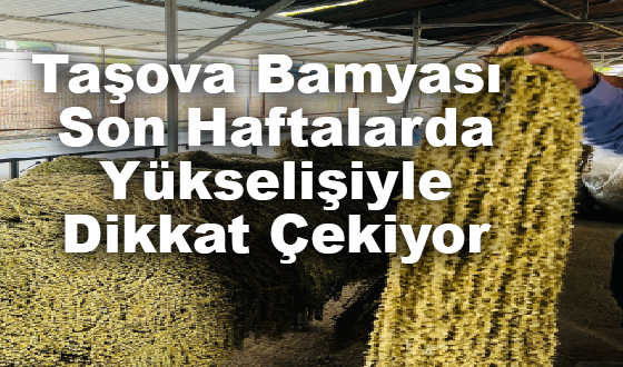 Taşova Bamyası Son Haftalarda Yükselişiyle Dikkat Çekiyor