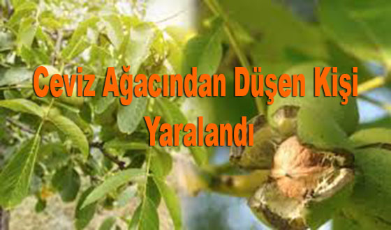 Ceviz Ağacından Düşen Kişi Yaralandı