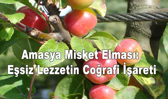 Amasya Misket Elması: Eşsiz Lezzetin Coğrafi İşareti