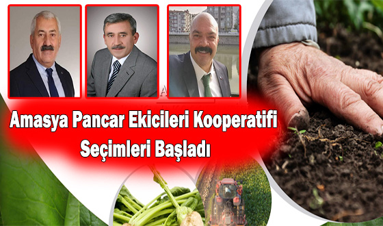 Amasya Pancar Ekicileri Kooperatifi Seçimleri Başladı