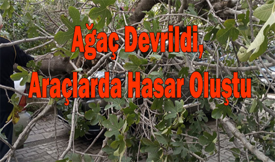 Ağaç Devrildi, Araçlarda Hasar Oluştu