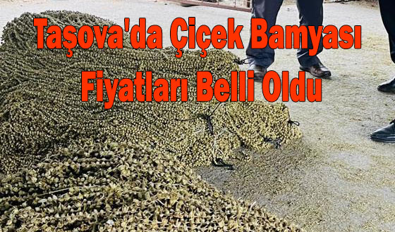 Taşova'da Çiçek Bamyası Fiyatları Belli Oldu