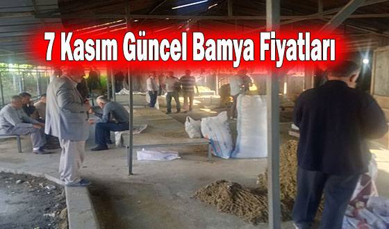 7 Kasım Güncel Bamya Fiyatları