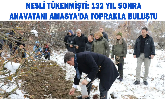 NESLİ TÜKENMİŞTİ: 132 YIL SONRA ANAVATANI AMASYA'DA TOPRAKLA BULUŞTU 