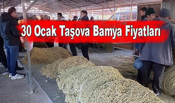 30 Ocak Taşova Bamya Fiyatları