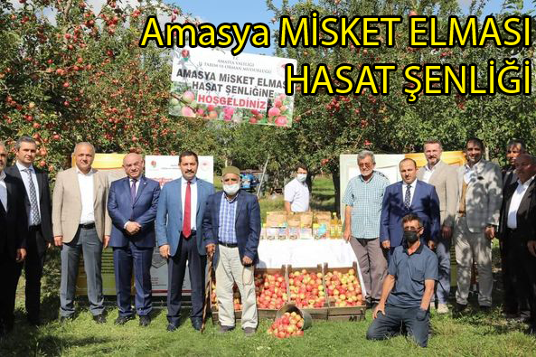Amasya'da Elma Hasadı Başladı