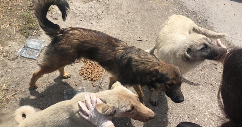 Amasya CHP, Sokak Hayvanlarını Unutmadı