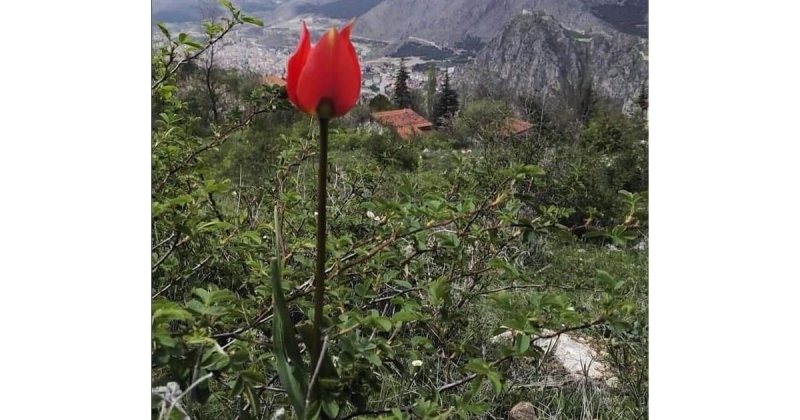 Sadece Amasya'da Yetişen 'Tlupa Sprengeri' Çiçek Açtı