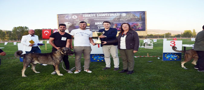 Türk Çoban, Av ve Bekçi Köpekleri Yarıştı