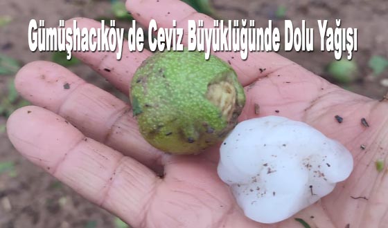 Gümüşhacıköy'de Dolu Yağışı Ceviz Ağaçlarına Zarar Verdi